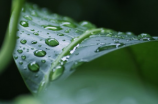 写雨的作文-写一场突如其来的暴雨