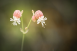 一树桃花开(一树桃花开 花海中的美好时光)