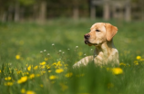 纯种泰迪犬(纯种泰迪犬：聪明可爱的宠物伴侣)