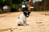 狂犬疫苗价格(【狂犬疫苗价格】上海市已恢复供应狂犬疫苗，价格是多少？)